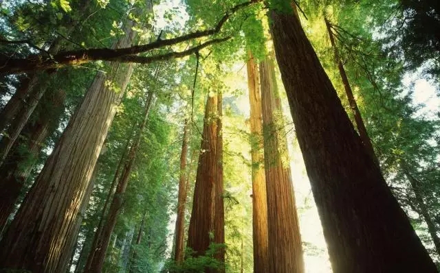 美心偙朗实木门上市图1